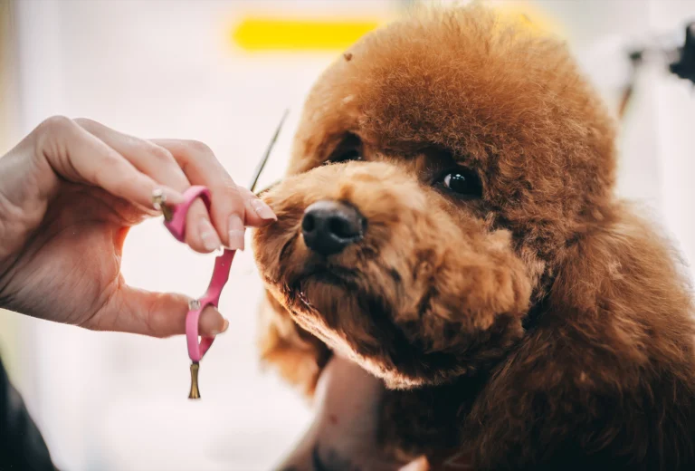 Day of the Dog - London Dog Groomer - 04 professional dog grooming