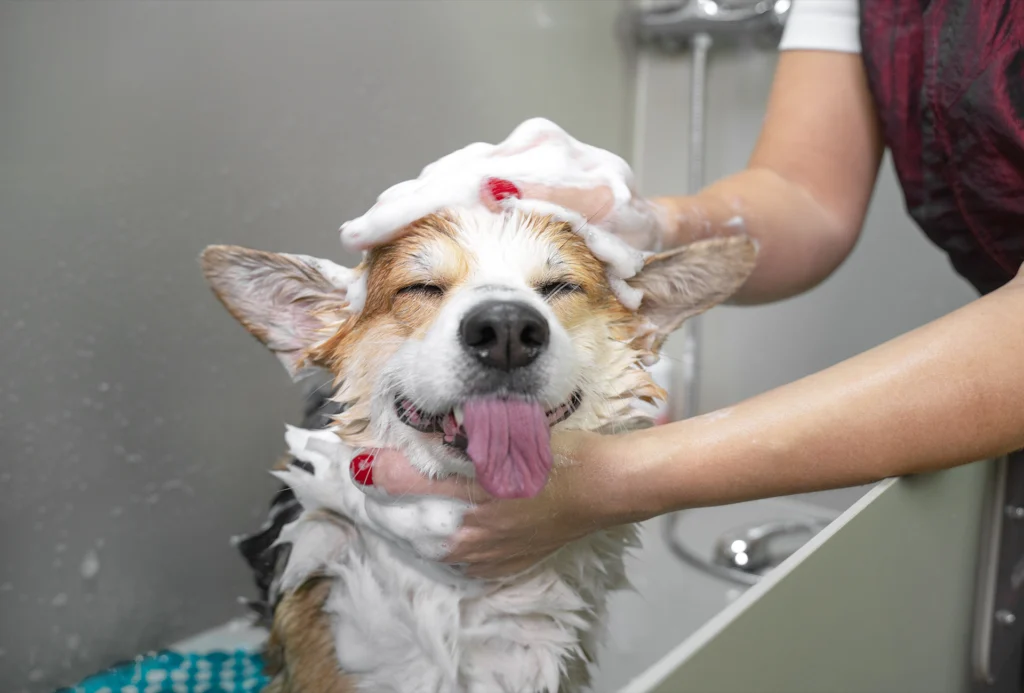dog grooming services