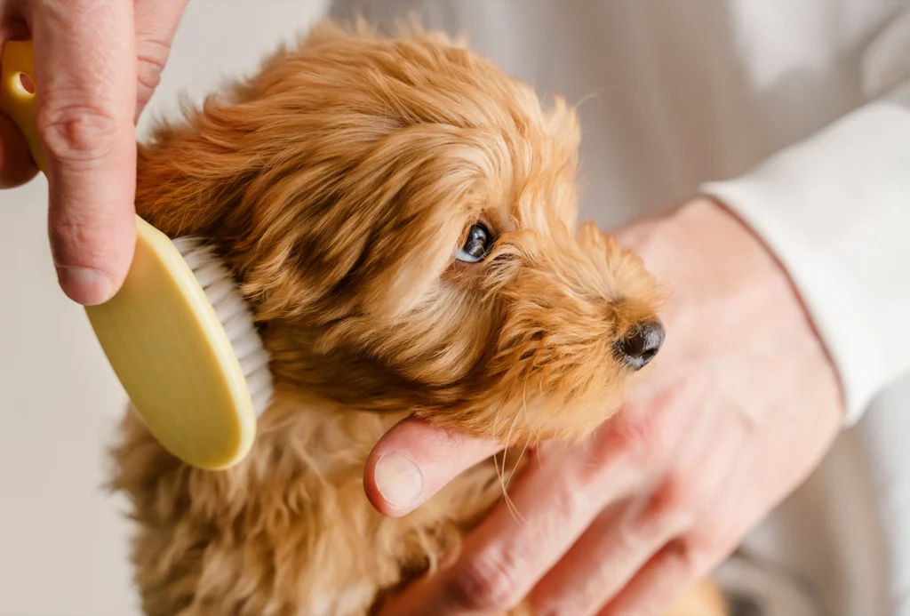 Day of the Dog - Puppy Grooming in London