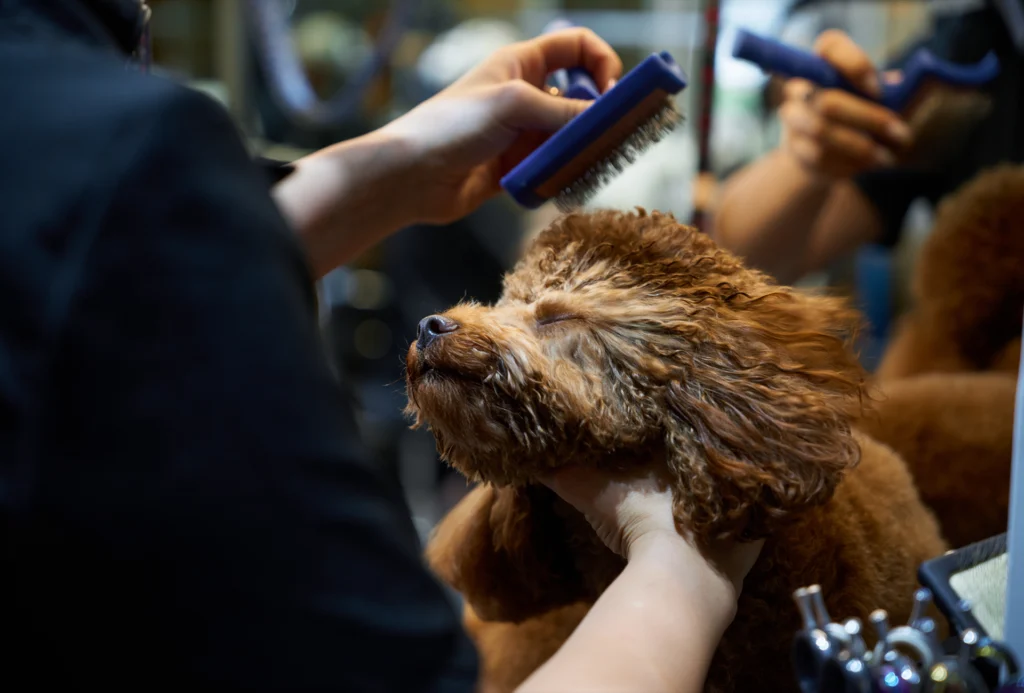 Day of the Dog - London Dog Groomer - 12 Dog Grooming London