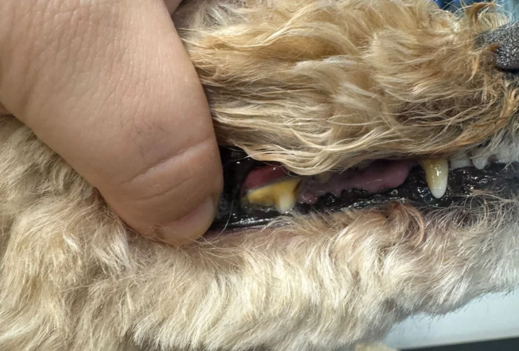 Day of the Dog - Dog Teeth Cleaning in London - 01