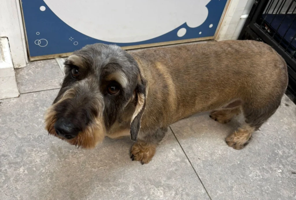 Day of the Dog - London Dog Groomer - 15