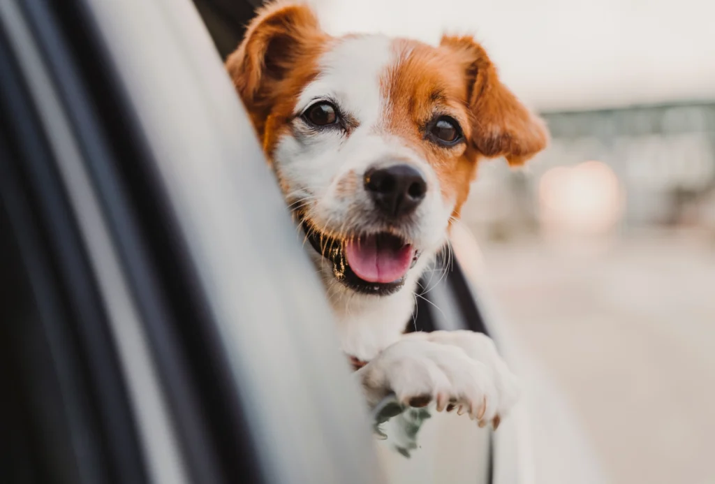 Day of the Dog - VIP Dog Taxi London - 03
