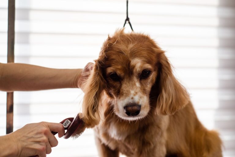 dog grooming services, Day of the Dog LTD