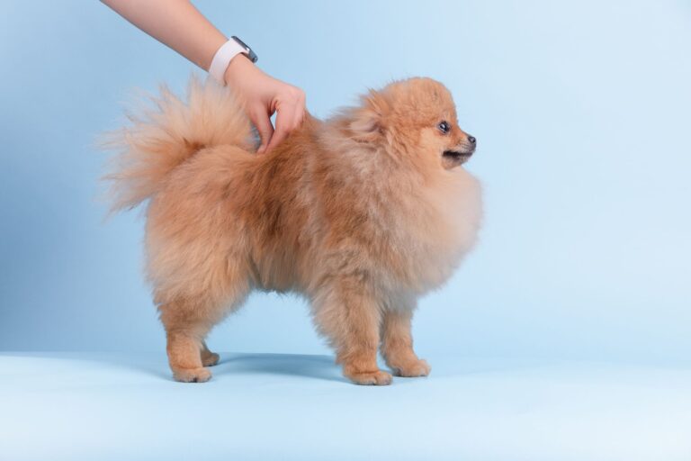 Dog grooming N13 — Day of the Dog LTD