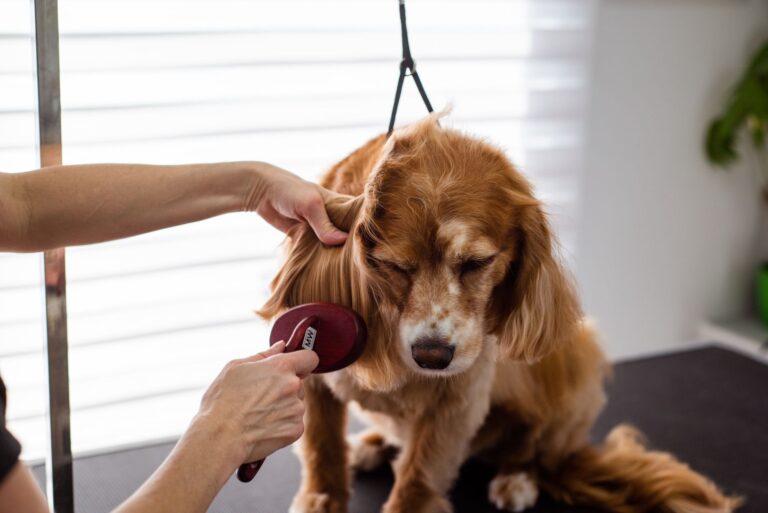 dog groomers — Day of the Dog LTD