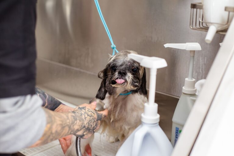 Luxury Dog Grooming Near Hampstead for Pampered Pets — Day of the Dog LTD