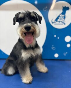 Dog Grooming Near Camden for Busy Dog Owners