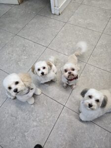 dog grooming packages